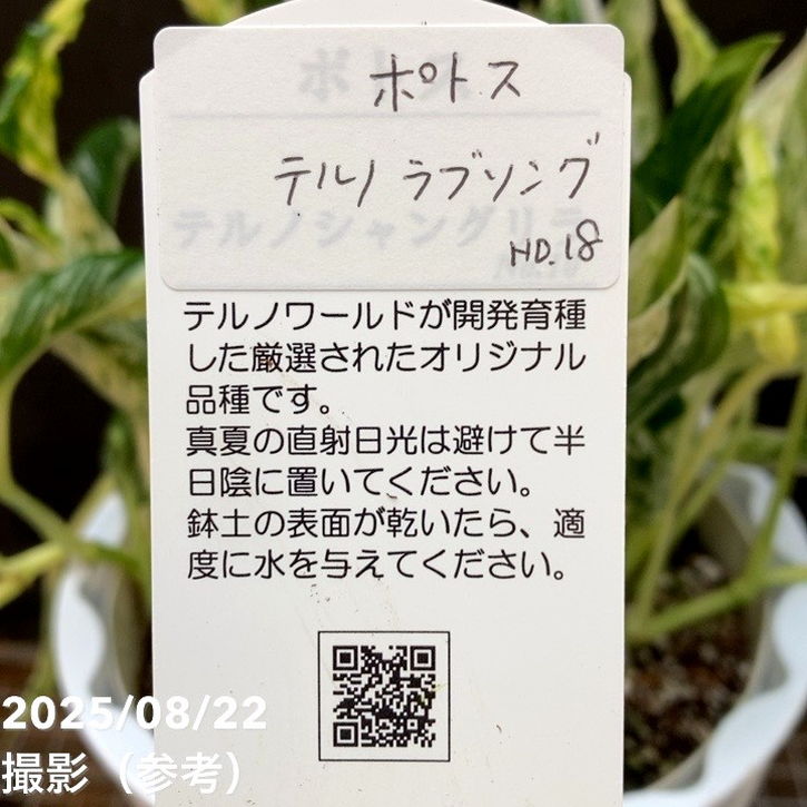 木の葉模様　壺 楽天市場】屋久杉 茶櫃 仕様：無垢 / 素材：屋久杉虎瘤~ : 津山