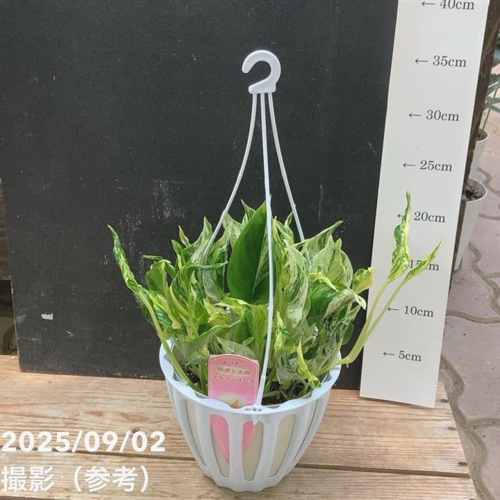 ポトス テルノシリーズ ラブソング 5号吊り鉢｜観葉04-TU | 観葉