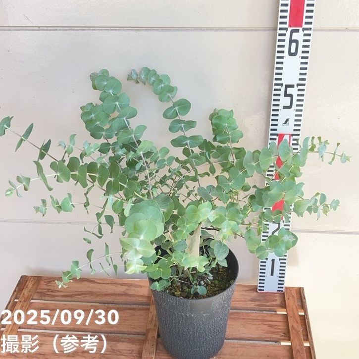 ユーカリ 銀世界 6号｜花木04-PA | 花木・庭木,[記念樹