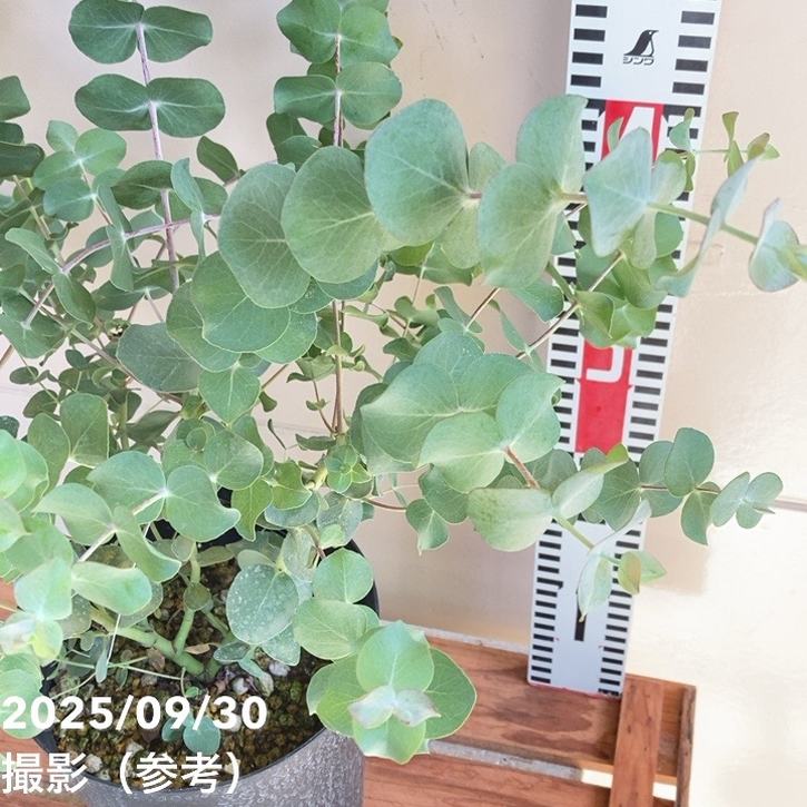 ユーカリ 銀世界 6号｜花木04-PA | 花木・庭木,[記念樹・シンボル