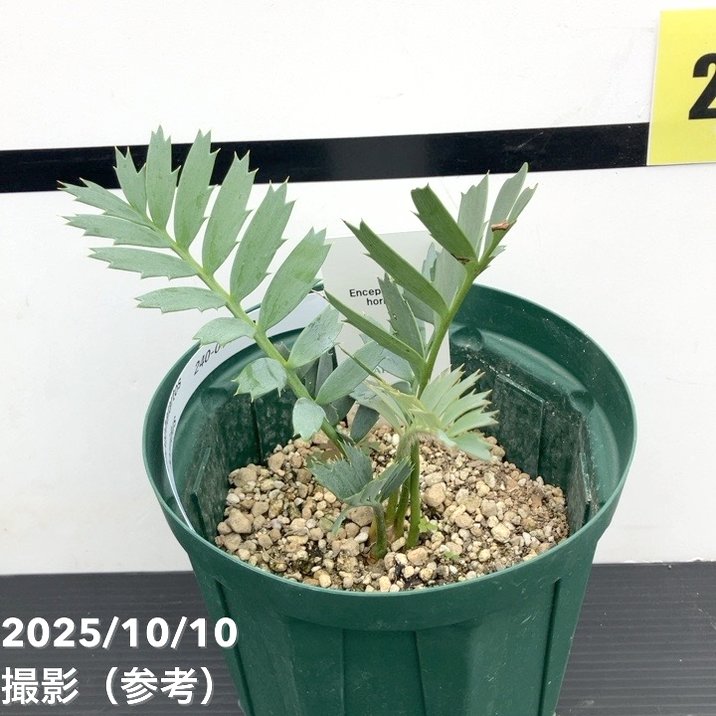 エンセファラルトス ホリダス 葉性良個体 国内長期管理 登録票付 エンセファラルトス ホリダス 葉性良個体 国内長期管理 登録票付