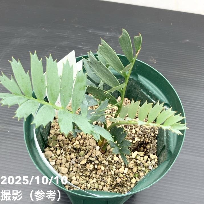 激レア！現品お届け】エンセファラルトス ホリダス