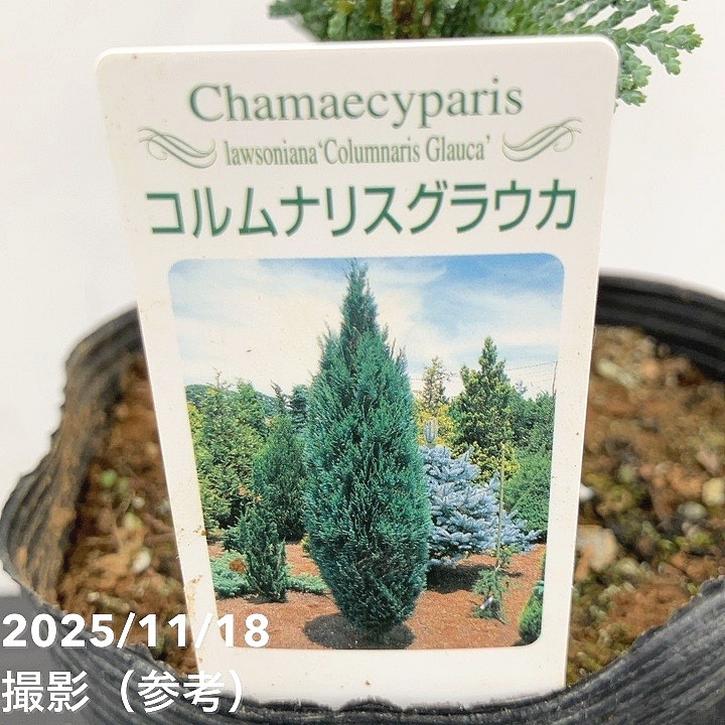 コニファー 立性 コルムナリスグラウカ 5号｜花木10-TU | 花木・庭木