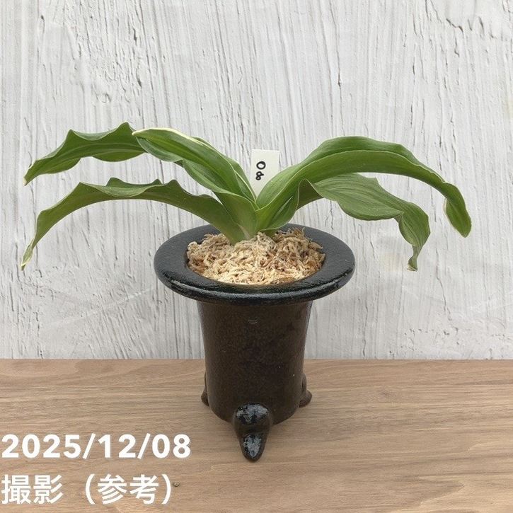 現品お届け】豊明園 万年青 オモト 爪白 江戸 陶器鉢（O8）｜観葉10-TU