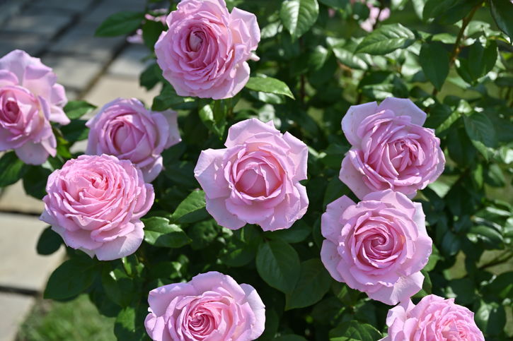 バラ大苗 アローム・ディヴァン 7号 Delbard デルバール｜花木04-PA