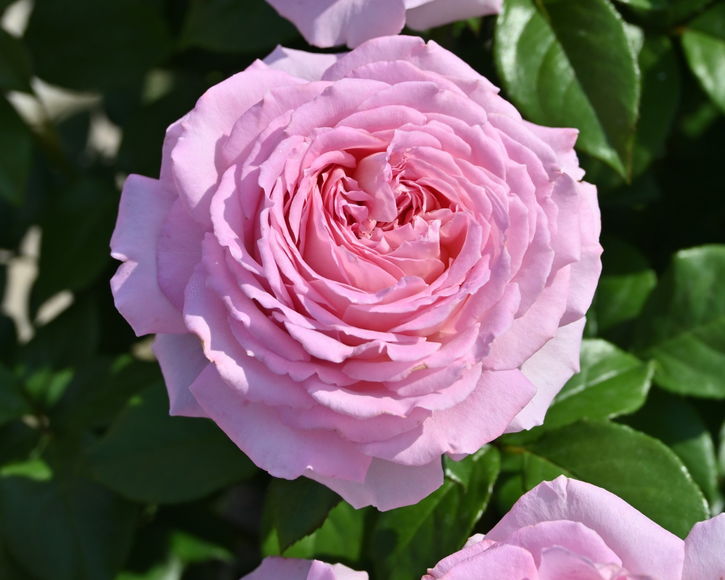 バラ大苗 アローム・ディヴァン 7号 Delbard デルバール｜花木04-PA