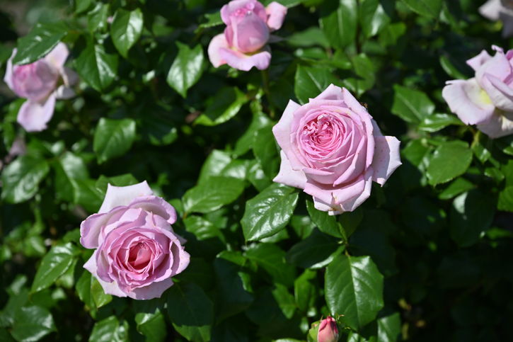 バラ大苗 アローム・ディヴァン 7号 Delbard デルバール｜花木04-PA