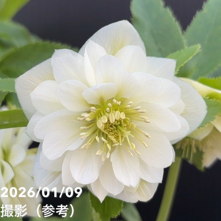 一点物】堀切園 クリスマスローズ ウィンターシンフォニー 5号角鉢
