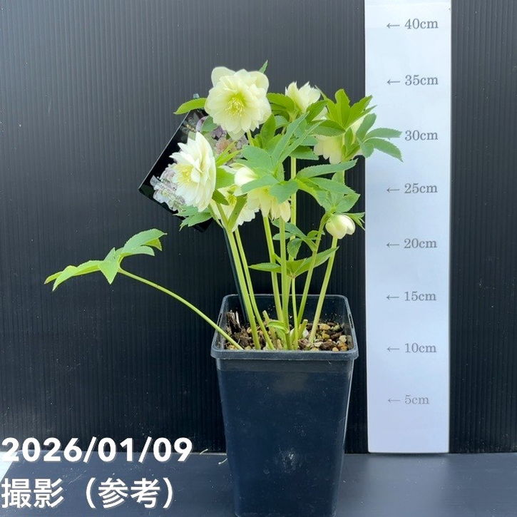 一点物】堀切園 クリスマスローズ ウィンターシンフォニー 5号角鉢