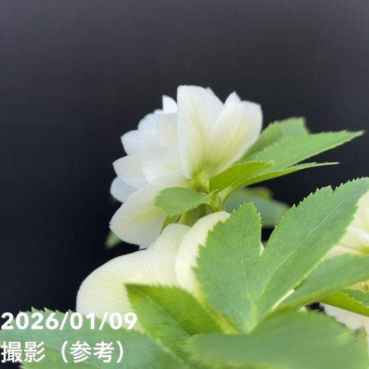 一点物】堀切園 クリスマスローズ ウィンターシンフォニー 5号角鉢