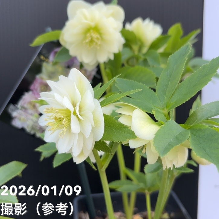 一点物】堀切園 クリスマスローズ ウィンターシンフォニー 5号角鉢