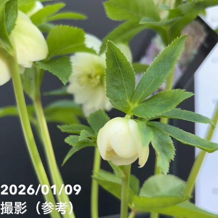 一点物】堀切園 クリスマスローズ ウィンターシンフォニー 5号角鉢