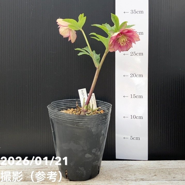 一点物】加藤農園 クリスマスローズ グロッシーカラー 4.5号（KT17