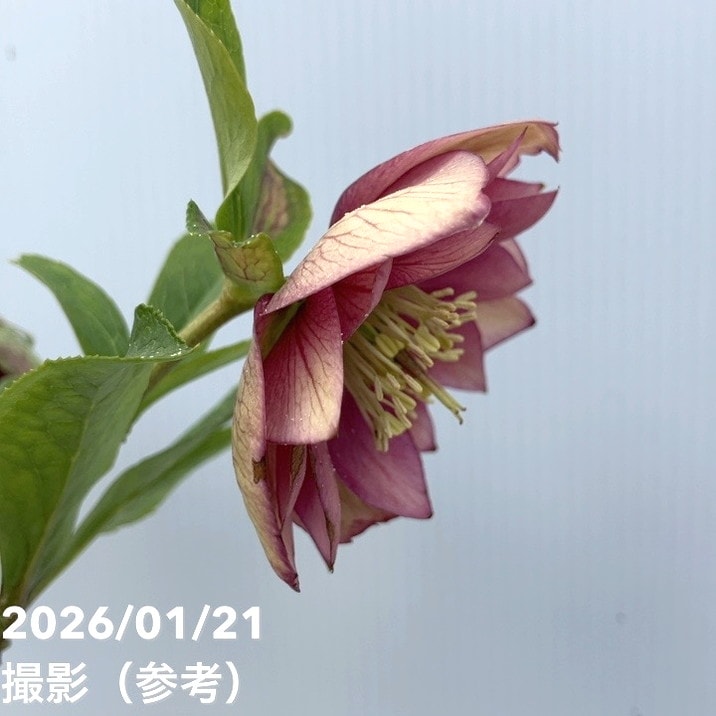 クリスマスローズ 加藤農園 グロッシーカラー☆ ディープレッドダブル