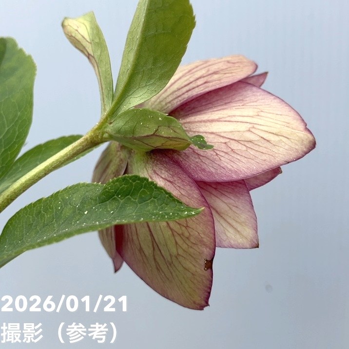 一点物】加藤農園 クリスマスローズ グロッシーカラー 4.5号（KT17