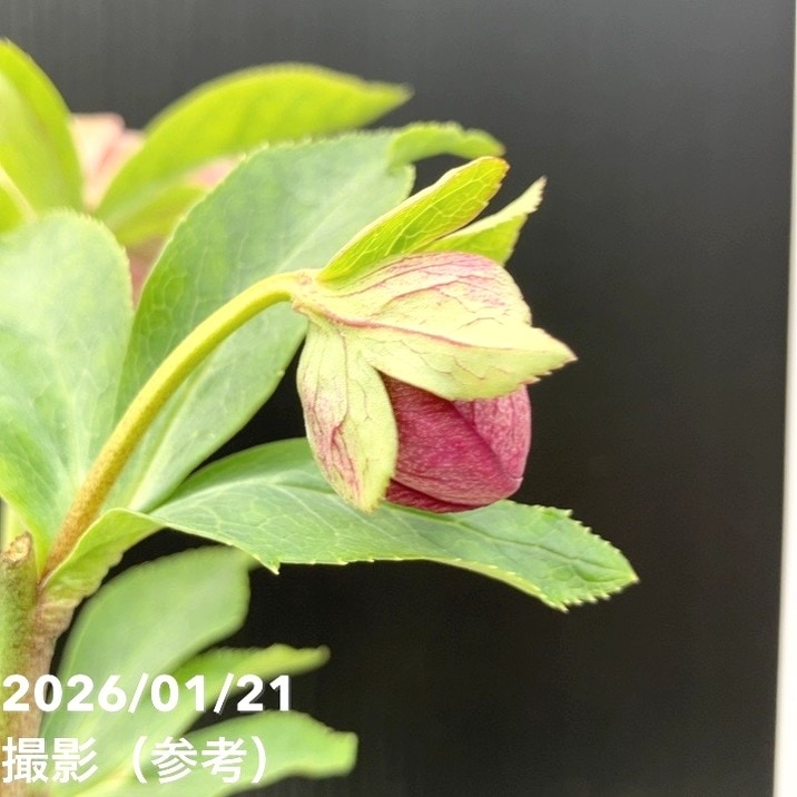 クリスマスローズ　認定グロッシーカラー モーリー加藤農園 クリスマスローズ 認定グロッシーカラー モーリー加藤農園 - メルカリ