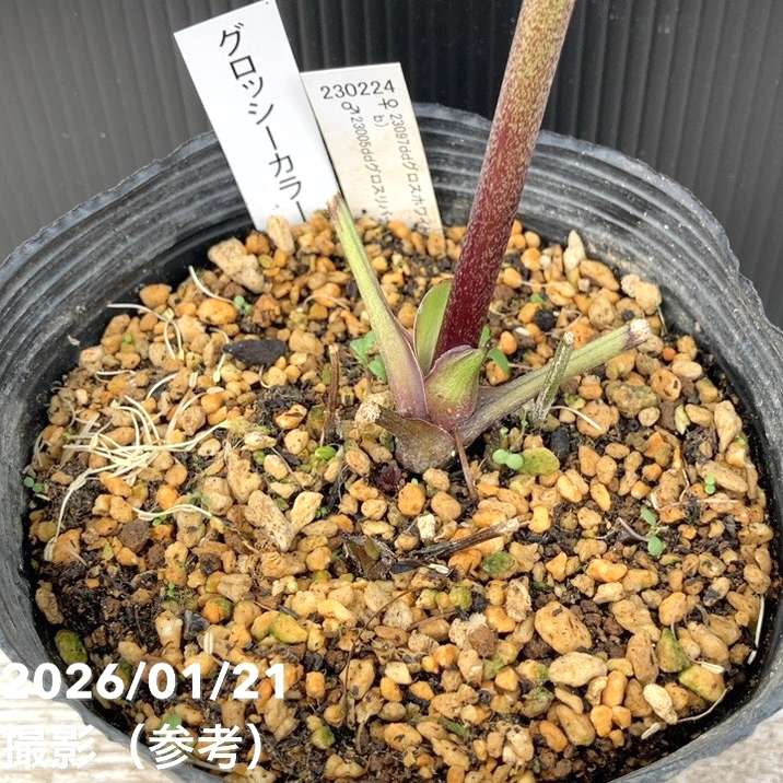 クリスマスローズ　認定グロッシーカラー　加藤農園 グロッシーカラー☆ダークレッド ツヤツヤ 加藤農園 クリスマスローズ