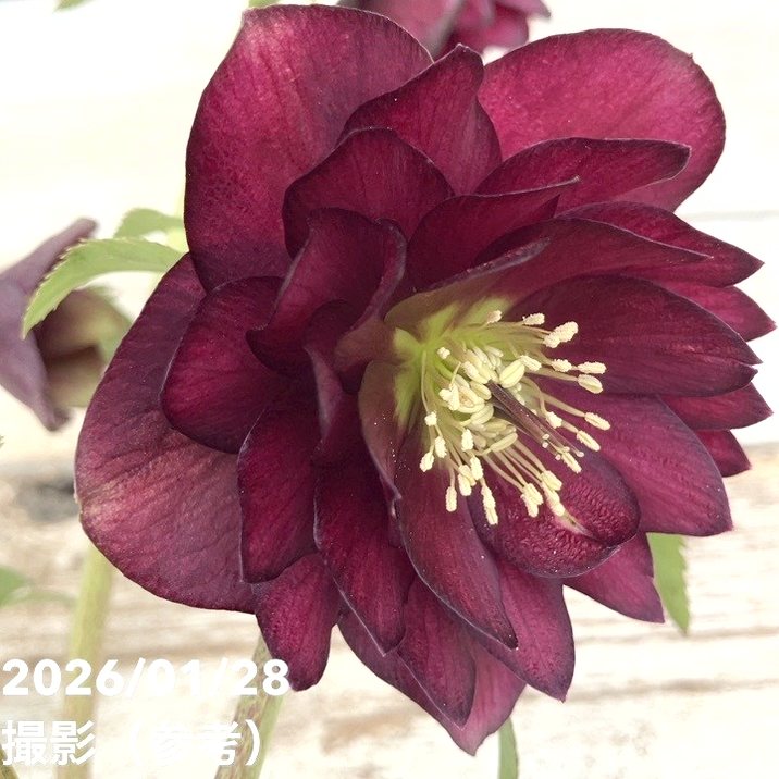 一点物】加藤農園 艶々系クリスマスローズ キラメキディープレッド 4.5