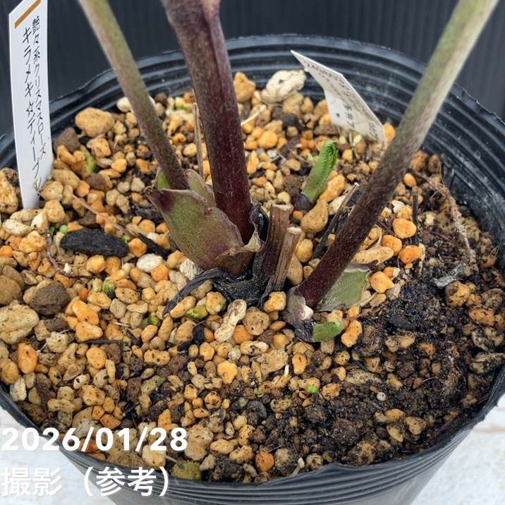 一点物】加藤農園 艶々系クリスマスローズ キラメキディープレッド 4.5