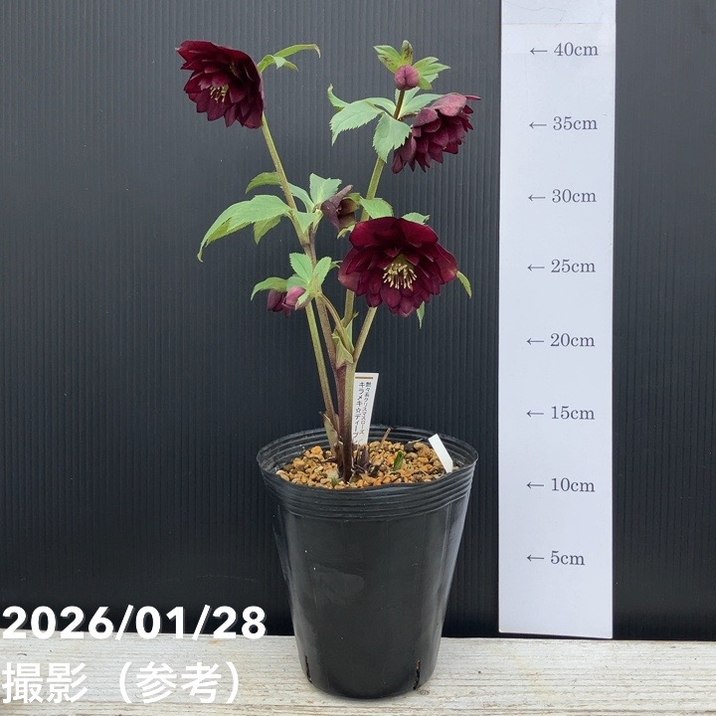 一点物】加藤農園 艶々系クリスマスローズ キラメキディープレッド 4.5