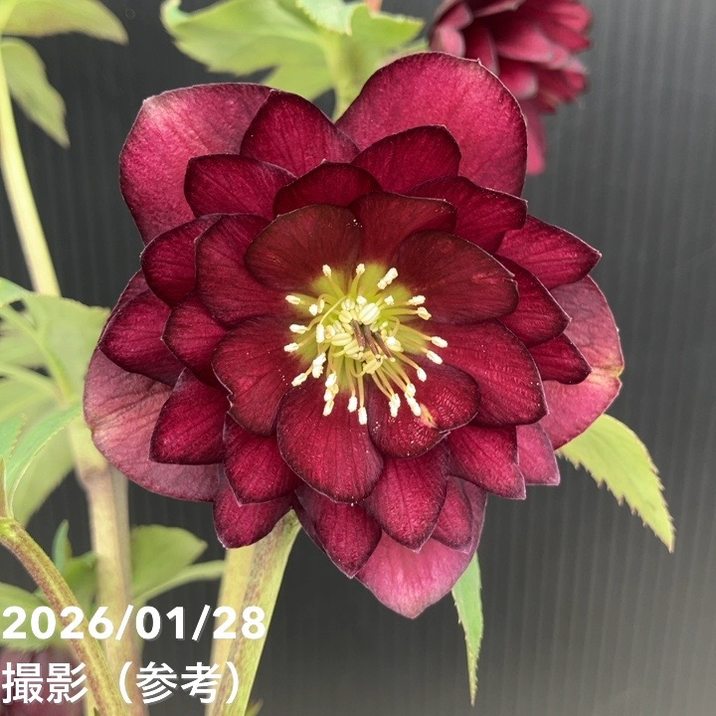 一点物】加藤農園 艶々系クリスマスローズ キラメキディープレッド 4.5