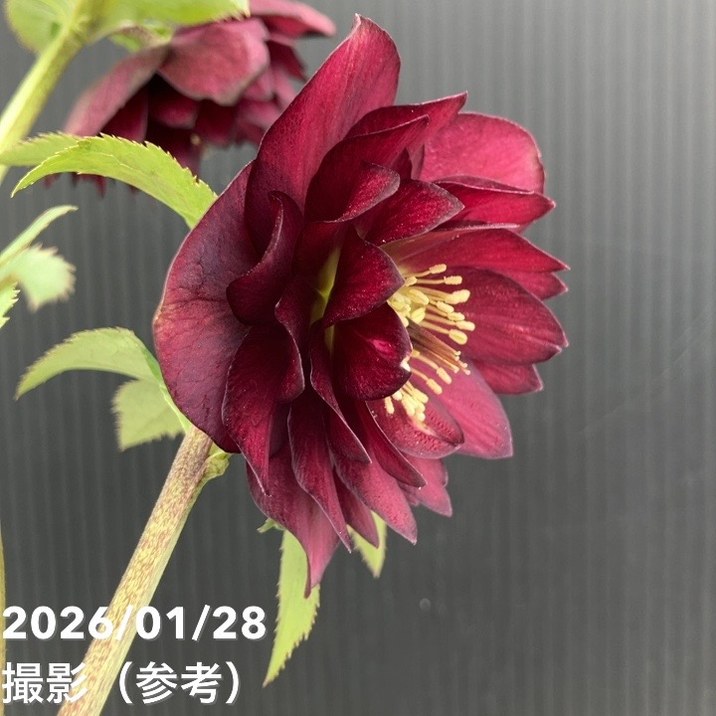 一点物】加藤農園 艶々系クリスマスローズ キラメキディープレッド 4.5