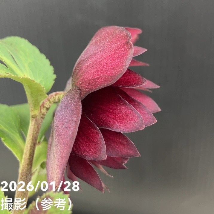 一点物】加藤農園 艶々系クリスマスローズ キラメキディープレッド 4.5