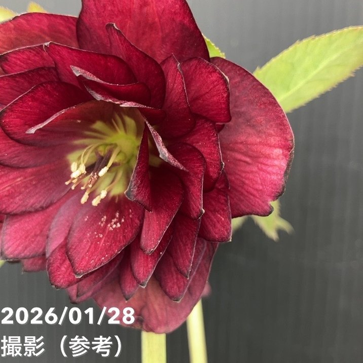 一点物】加藤農園 艶々系クリスマスローズ キラメキディープレッド 4.5