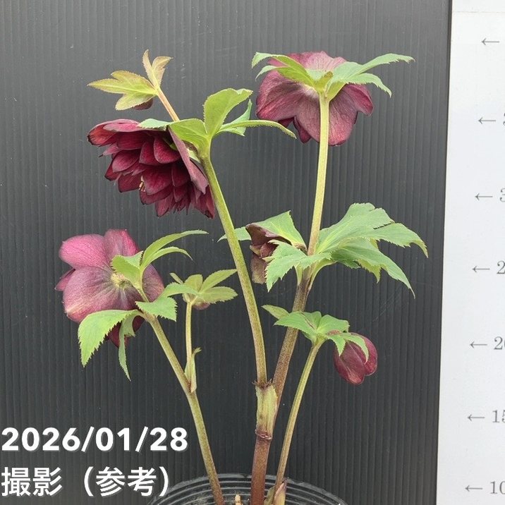 一点物】加藤農園 艶々系クリスマスローズ キラメキディープレッド 4.5