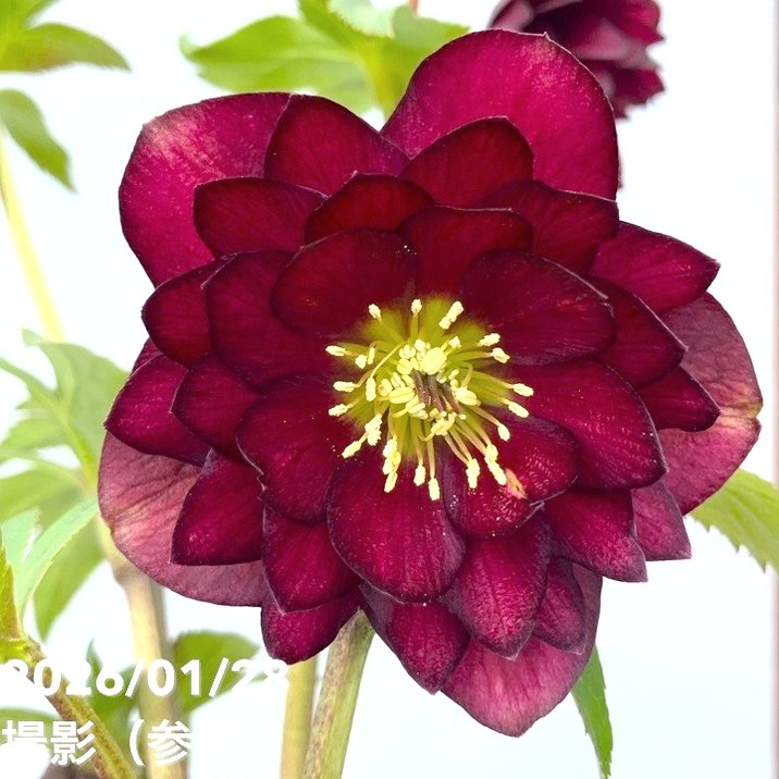 一点物】加藤農園 艶々系クリスマスローズ キラメキディープレッド 4.5