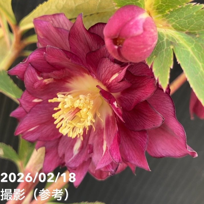 一点物】広瀬園芸 クリスマスローズ 4.5号（HR36）｜山野04-PA | 草花