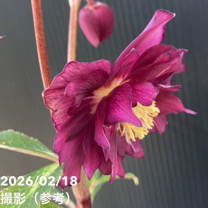 一点物】広瀬園芸 クリスマスローズ 4.5号（HR36）｜山野04-PA | 草花