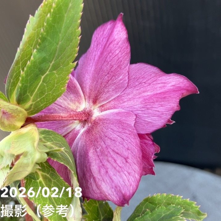 一点物】広瀬園芸 クリスマスローズ 4.5号（HR36）｜山野04-PA | 草花