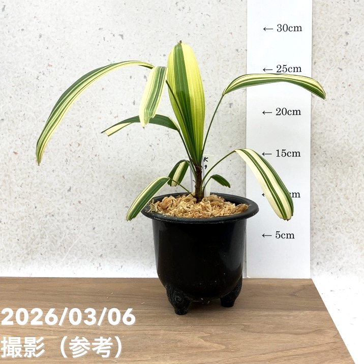 現品お届け】観音竹 カンノンチク 七宝殿白縞 しっぽうでんしろしま