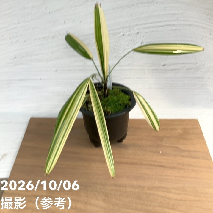 お買い得！1/5まで】【現品お届け】観音竹 カンノンチク 七宝殿白縞