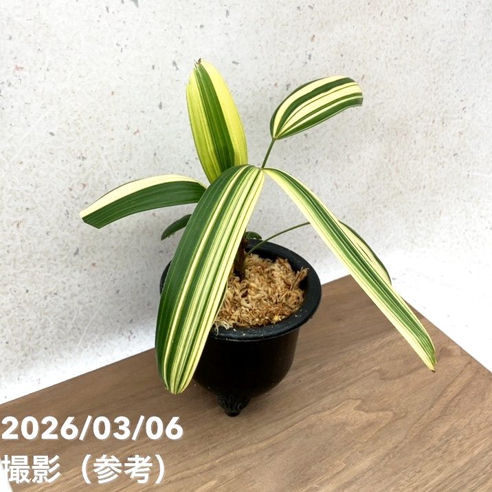 現品お届け】観音竹 カンノンチク 七宝殿白縞 しっぽうでんしろしま