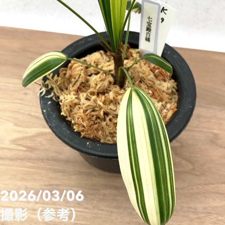 お買い得！1/5まで】【現品お届け】観音竹 カンノンチク 七宝殿白縞