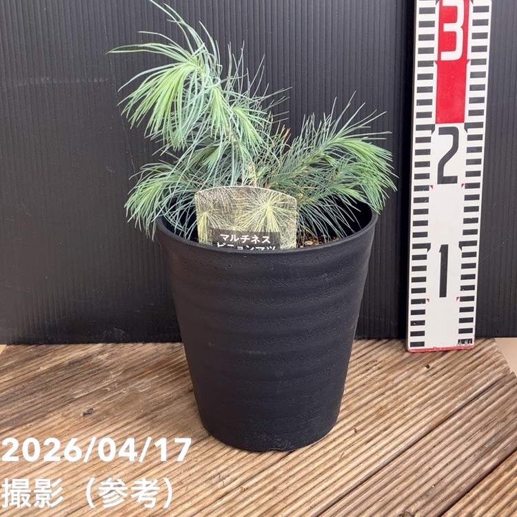 マルチネスピニョンマツ 5号｜花木04-PA | 花木・庭木 | 赤塚植物園