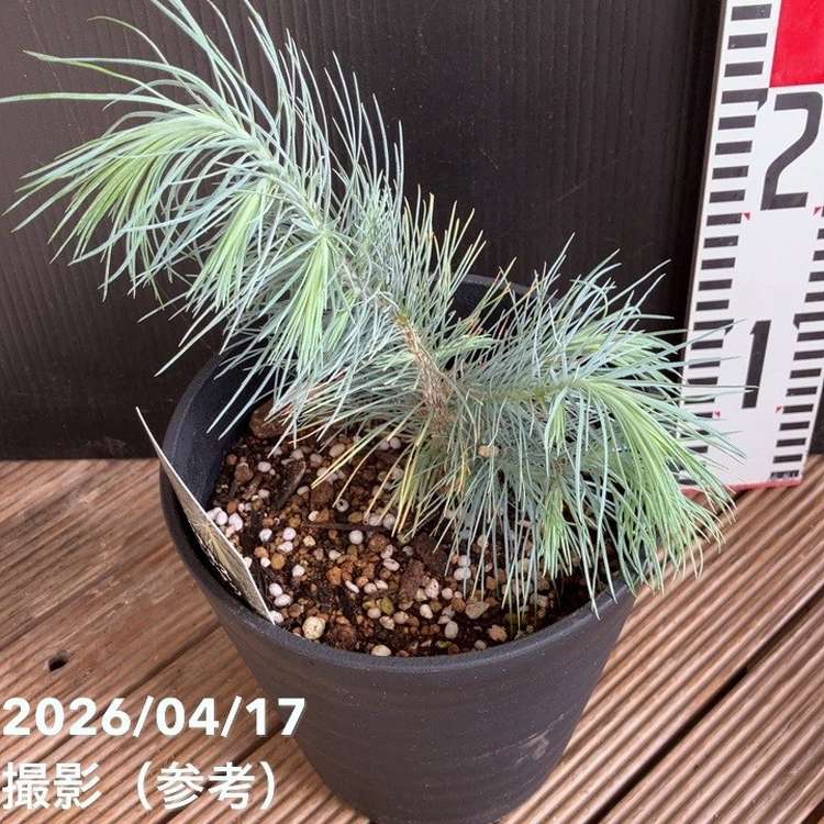 マルチネスピニョンマツ 5号｜花木04-PA | 花木・庭木 | 赤塚植物園