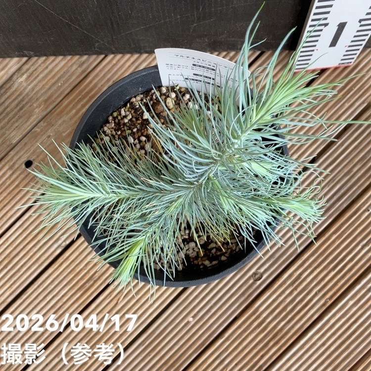 【希少・現品】マルチネス・ピニョン松 5号 ワイルド樹形 マルチネスピニョンマツ 5号｜花木04-PA | 花木・庭木 | 赤塚植物園