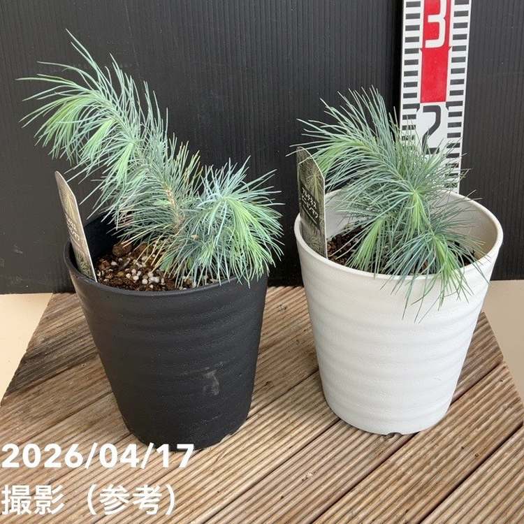 マルチネスピニョンマツ 5号｜花木04-PA | 花木・庭木 | 赤塚植物園