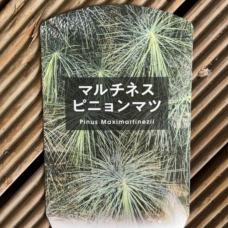 マルチネスピニョンマツ 5号｜花木04-PA | 花木・庭木 | 赤塚植物園