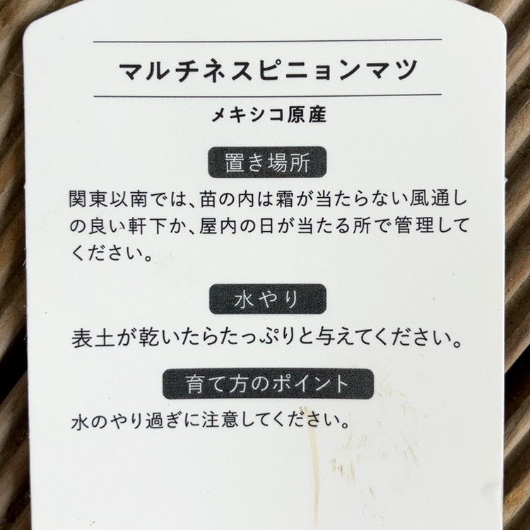 マルチネスピニョンマツ 5号｜花木04-PA | 花木・庭木 | 赤塚植物園