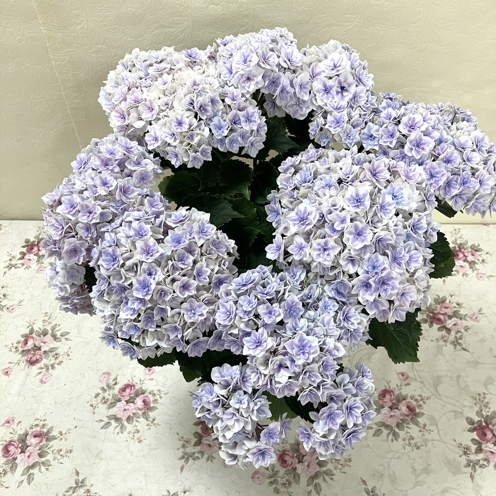アジサイ ハイドランジア プリンセスシャーロット ブルー 5号｜鉢花04