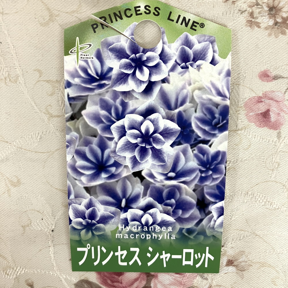 アジサイ ハイドランジア プリンセスシャーロット ブルー 5号｜鉢花04
