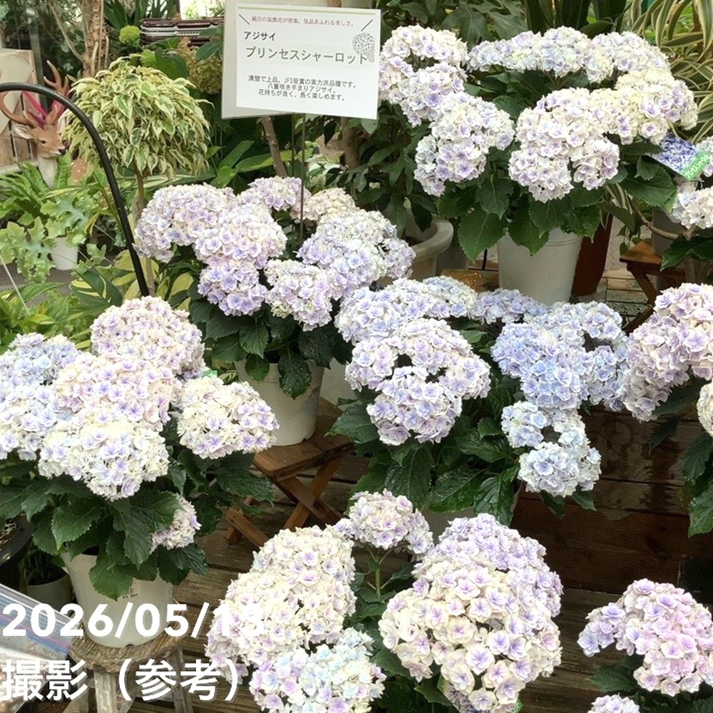 アジサイ ハイドランジア プリンセスシャーロット ブルー 5号｜鉢花04