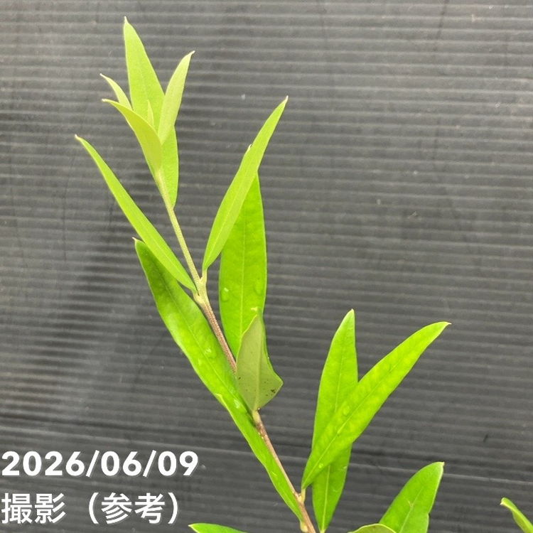 65周年記念セール】オリーブ ひなかぜ 4号｜果樹01-D1 | 花木・庭木