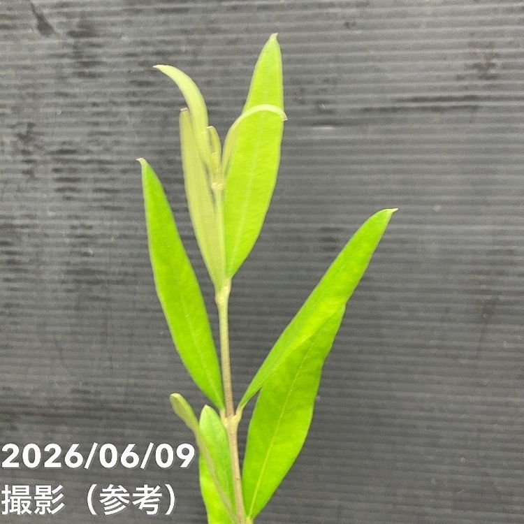 65周年記念セール】オリーブ ひなかぜ 4号｜果樹01-D1 | 花木・庭木