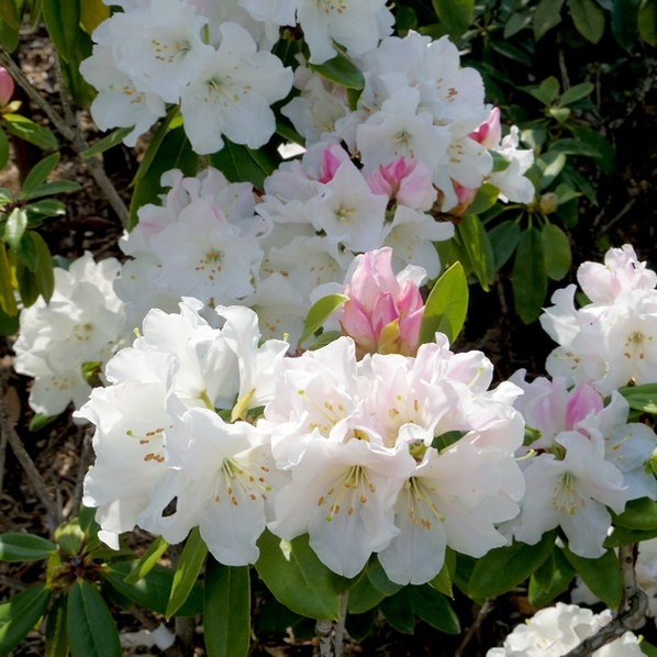 シャクナゲ スーパーローディー 3.5号 スノーバード|花木01-D1