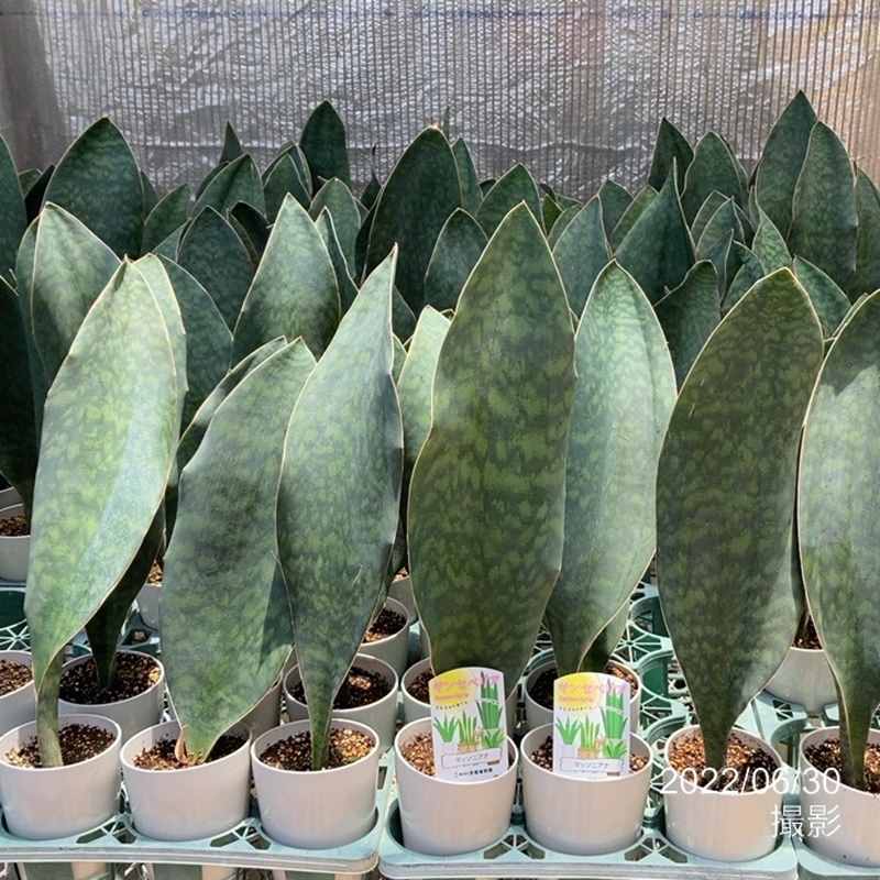 珍しい サンスベリア マッソニアナ 4号 白陶器鉢仕様 赤塚植物園自社農場 サンスベリア サンセベリア 赤塚植物園オンライン 花の音